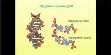 Задачі з молекулярної біології