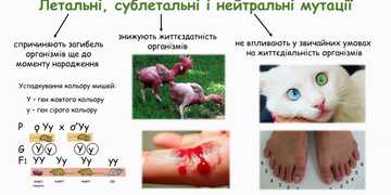 Спадкова мінливість