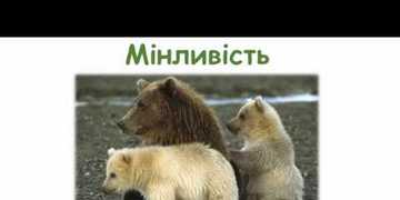 модифікаційна мінливість